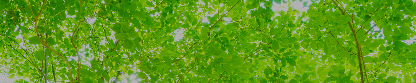 サスティナビリティ